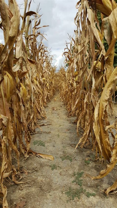 Autumn Corn Stalks Corn Stalks Stalking Falling In Love Autumn Texture Crafts Surface