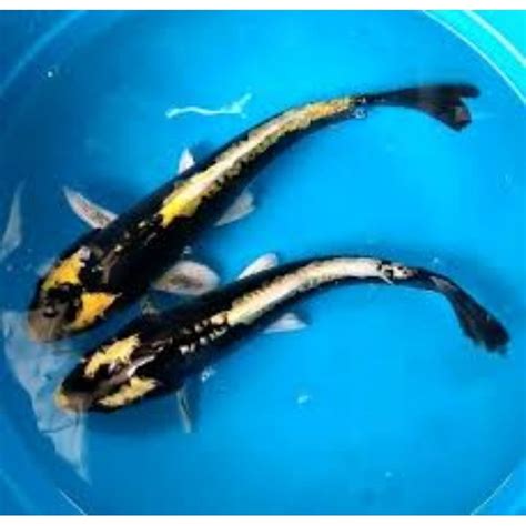 jual koi kabuto sleyer   cm  pcs hiasan aquarium shopee indonesia