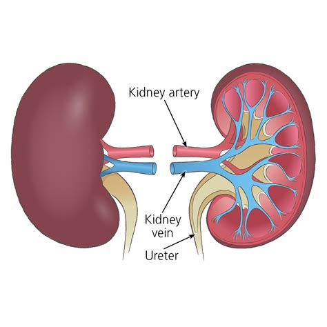 kidney transplant surgery organ transplantation nhs blood