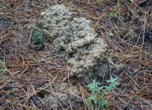 Warragul Burrowing Crayfish Habitat