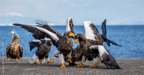 Foto De Group Of The Steller S Sea Eagles And White Tailed Eagles On