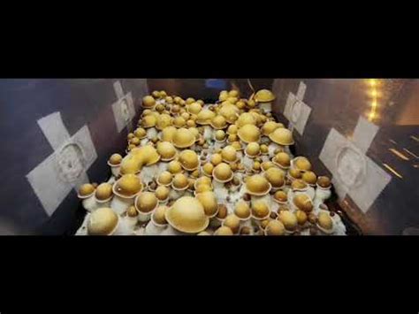 Incredibly Satisfying Time Lapse Of Mushrooms Growing Over 7 Days