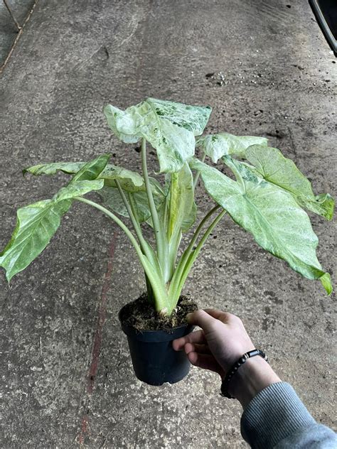 Alocasia Odora Batik Variegata Im The New Green