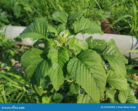 Wild Leafy Edible Amaranthus Spinosus Weed Plant. Stock Image - Image ...