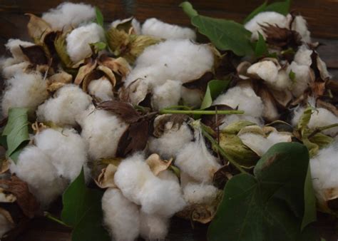 The Soil Your Undies Challenge- A Simple Home DIY Test for Soil Health ...