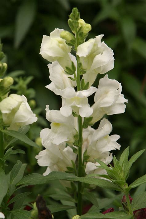 white snapdragon | white snapdragon (thanks for the ID Jacki… | Flickr