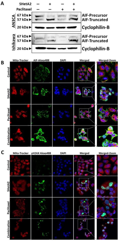 Sheta Induces Nuclear Translocation Of Aif While Both Sheta And