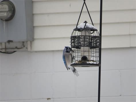 Blue jay at the Bird feeder - ZooChat