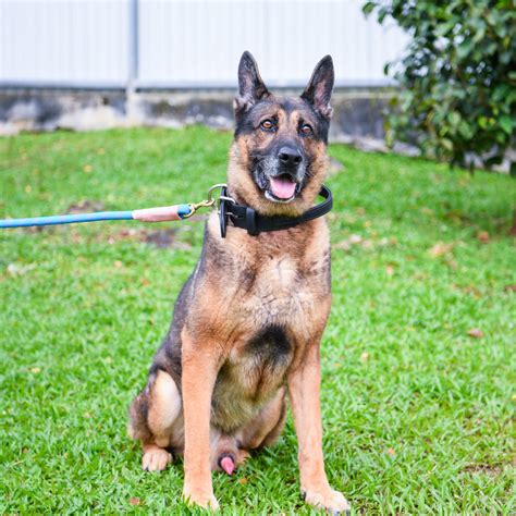 13 Retired Spore Military Working Dogs Up For Adoption In 2021