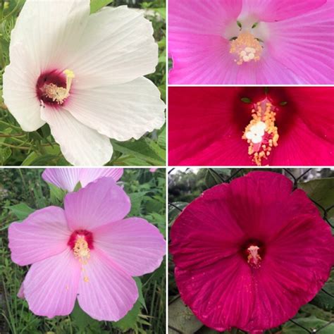 Hibiscus Luna Seed Mix H Moscheutos Palustris Native Galaxy Etsy