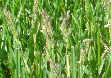 Seed Heads In Lawns Lawn Doctor Turf Shop Perth Wangara