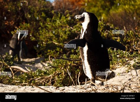 Pair of African penguins waddle on sand dunes in breeding grounds in
