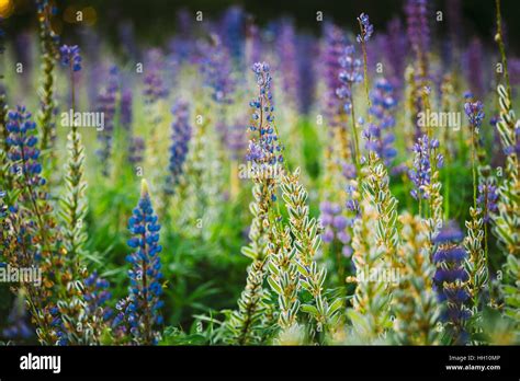 Lupin Seed Pod Hi Res Stock Photography And Images Alamy