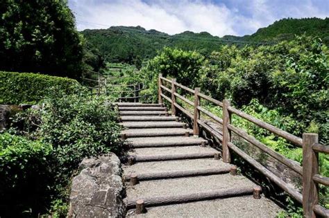 「嬉野の大チャノキ」で歴史を感じよう！嬉野茶の創始者の時代に植えられたお茶の木！【嬉野温泉】 旅々photo