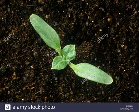 Seedling Cotyledons First True Leaves High Resolution Stock Photography