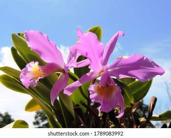 290 Venezuela orchids Images, Stock Photos & Vectors | Shutterstock