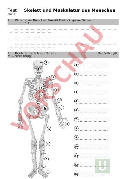 Arbeitsblatt Test Skelett Und Muskeln Biologie Anatomie Physiologie