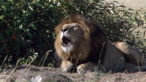 Lion roaring - Lions Photo (30726137) - Fanpop