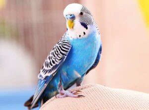 Budgie Care Guide: How to Take Care of Your Budgie? (+13 Tips)