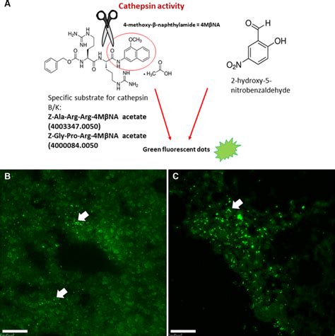 Procedure For Localization Of Cathepsin B And K Activity With The Use