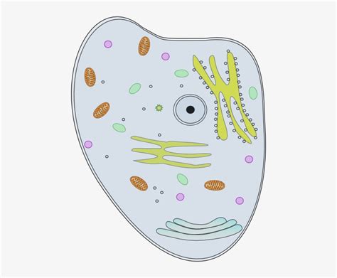 Vacuole Clipart Sun