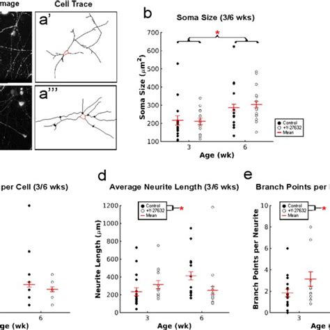 Morphological Effects Of Y Treatment At Weeks Of Age A