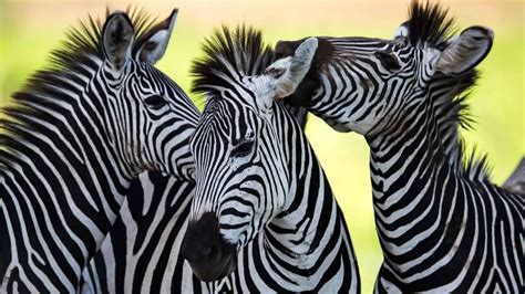 Can You Own A Pet Zebra? Do They Make Good Pets?