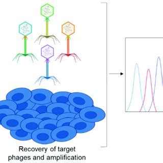 Schematic Representation Of Phage Display In Vivo Ex Vivo And In