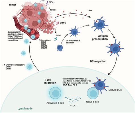 Frontiers Mechanistic Rationales For Combining Immunotherapy With