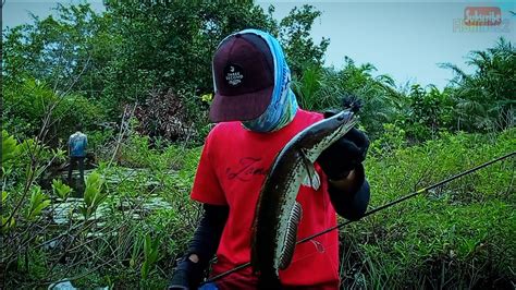 Mancing Ikan Gabus Di Alam Liar Menggunakan Umpan Jaws Youtube