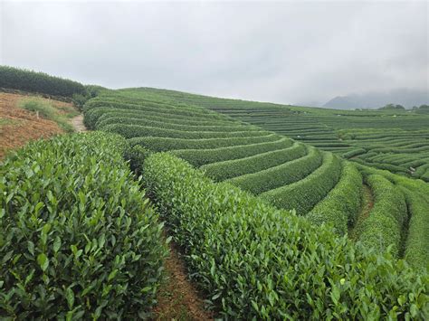 Camellia sinensis