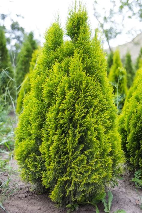 Купить Туя западная "Голден Смарагд" (Thuja occidentalis 'Golden ...