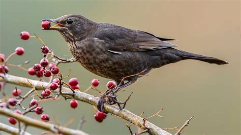 Stunde der Wintervögel 2025 Jetzt mitmachen NDR de Ratgeber