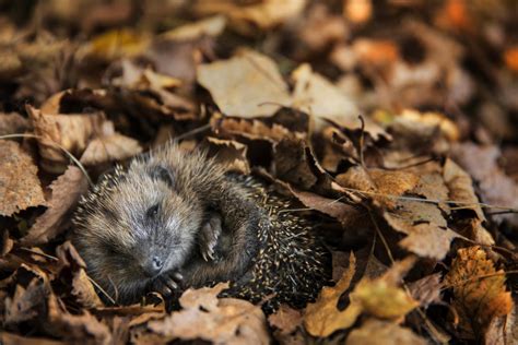 Igel So hilft man ihnen beim Überwintern