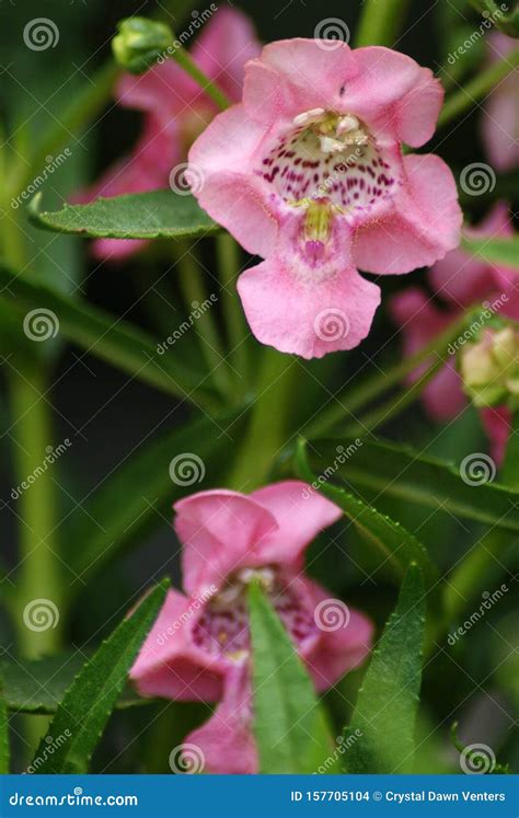 Angelonia flowers stock photo. Image of macro, flowers - 157705104