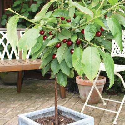 Patio Fruit Tree Collection Chris Bowers Sons