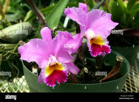 Cattleya Species Hi Res Stock Photography And Images Alamy