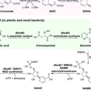 The three NAD + de novo biosynthesis pathways. Enzymes used in this ...