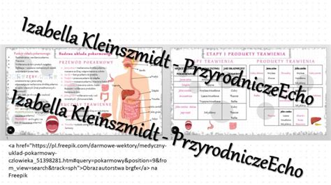 Sketchnotka notatka Budowa układu pokarmowego wykonana w power