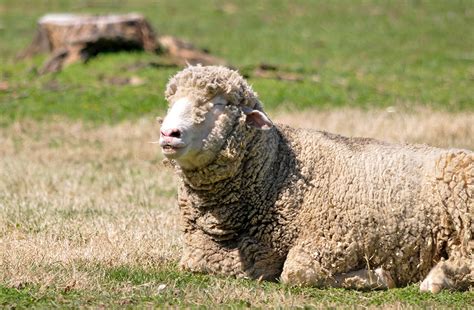 Sheep Image Sheep Sitting On All Four Legs Photo Classroom Clipart