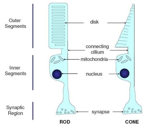 Difference Between Rod And Vs Cone Cells - Relationship Between