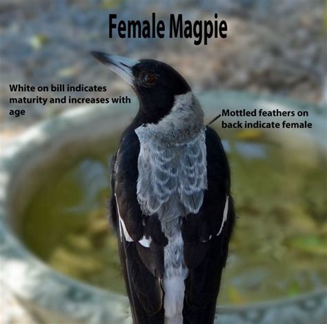 Australian Native Birds Australian Magpie Facts And Myths Do Magpies