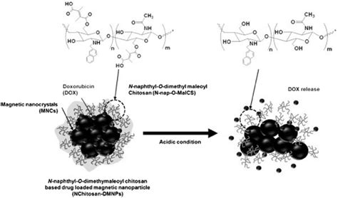 Schematic Illustration Of N Chitosan Dmnps Enabling Ph Sensitive Drug Download Scientific