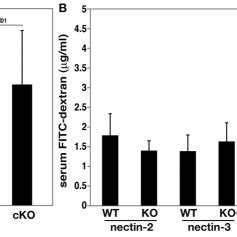 Localization Of Afadin And Nectins In The Colon From Mice Lacking