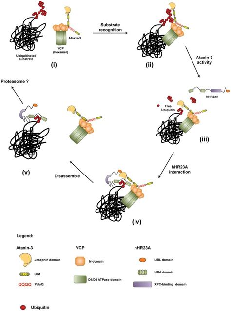 I Ataxin Interacts With A Monomer Of The Vcp P Hexamer Through