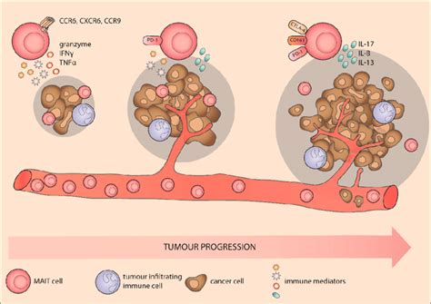 MAIT Cells In Solid Tumors The Frequency Of MAIT Cells In The