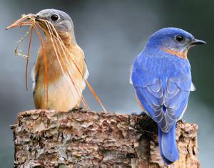 Eastern Bluebirds Pair and Nest Earlier - The Backyard Naturalist