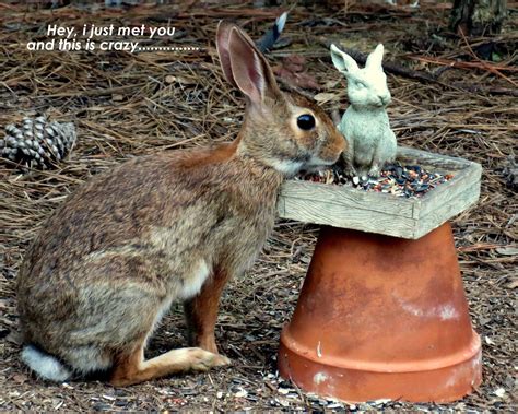 Backyard Bunny Animals Bunny Backyard