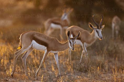 Africa Botswana South Africa Kalahari Springbok Antelope In