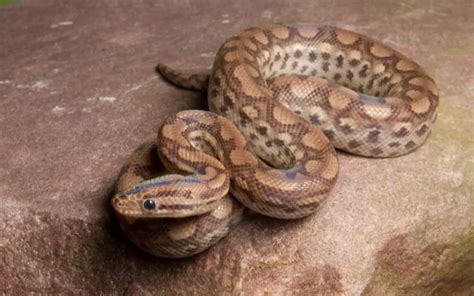 17 Cutest Snakes In The World With Pictures Reptile Jam